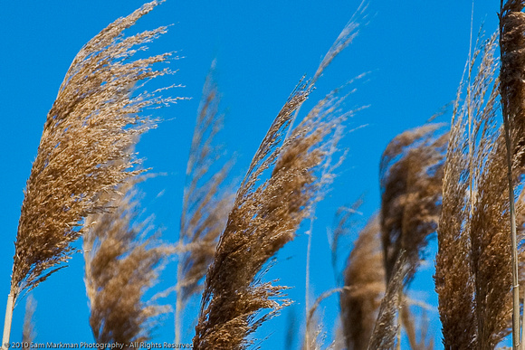Phragmites, a common reed, is a non-native plant that crowds out native marsh plants in the wetland.