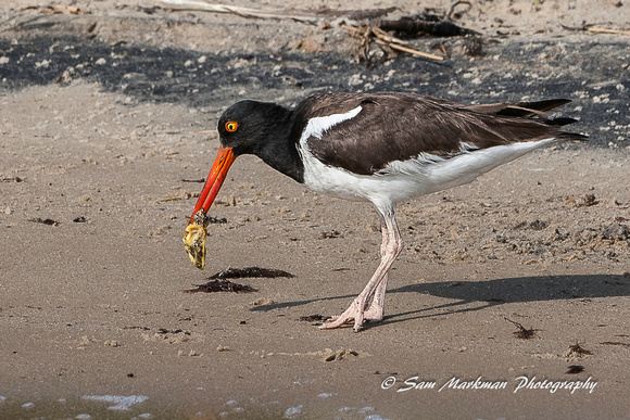 Oyster Catcher with an oyster