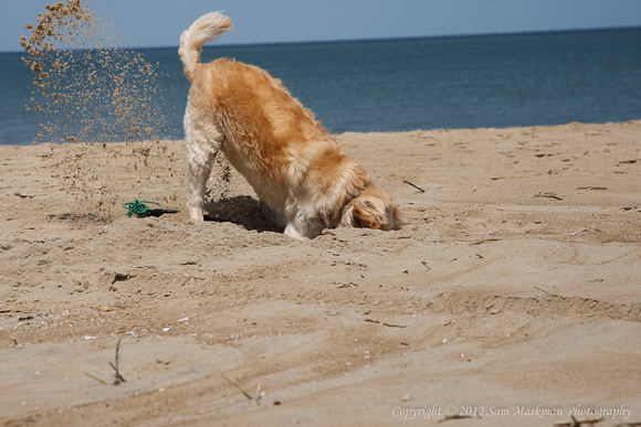 Santino digs a nice cool hole in the sand to relax in...