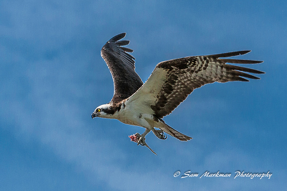 Osprey returning to the nest with food